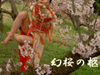 幻桜の柩